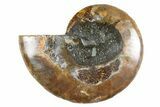 Cut & Polished Ammonite Fossil (Half) - Madagascar #345974-1